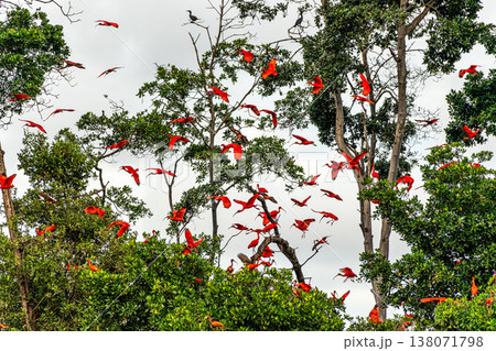 Scarlet ibis flying back home to their sleeping place, Revoada dos guaras on the Delta of the Parnaiba River in Brazil Scarlet ibis flying back home to their sleeping place, Revoada dos guaras on the Delta of the Parnaiba River in Brazil 138071798