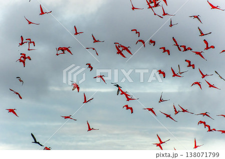 Scarlet ibis flying back home to their sleeping place, Revoada dos guaras on the Delta of the Parnaiba River in Brazil Scarlet ibis flying back home to their sleeping place, Revoada dos guaras on the Delta of the Parnaiba River in Brazil 138071799