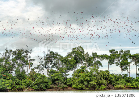Scarlet ibis flying back home to their sleeping place, Revoada dos guaras on the Delta of the Parnaiba River in Brazil Scarlet ibis flying back home to their sleeping place, Revoada dos guaras on the Delta of the Parnaiba River in Brazil 138071800
