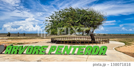 The Combed tree at Luiz Correia, Piaui, Brazil. A tree that has been shaped by intense winds over time. The Combed tree at Luiz Correia, Piaui, Brazil. A tree that has been shaped by intense winds over time. 138071818