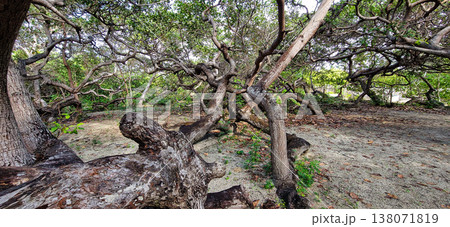 The world's largest cashew tree with many branches at Natal, Rio Grande do Norte, Brazil. 138071819