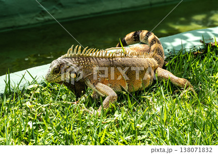 The Green Iguana, Iguana iguana, is a large species of lizard native to Central and South America. The Green Iguana, Iguana iguana, is a large species of lizard native to Central and South America. 138071832