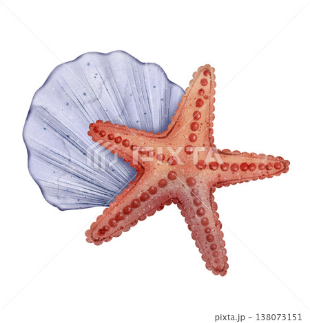 Starfish seashell watercolor illustration 138073151