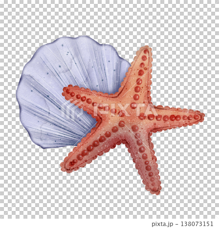 Starfish seashell watercolor illustration 138073151