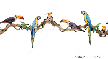 Tropical Birds Seamless Jungle Border 138073192