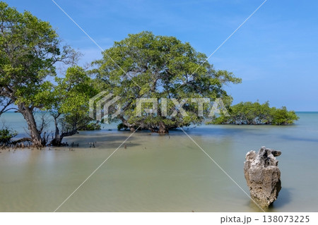 mangrove 138073225
