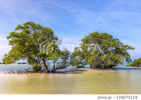 mangrove 138073229