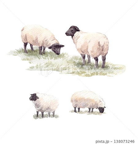 Watercolor Farm Animals Clipart Sheep Set Hand Painted Rustic Countryside Illustration Bundle 138073246