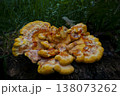 Close-up of Laetiporus sulphureus fungi, Chicken of the Woods or Sulphur Shelf mushroom 138073262
