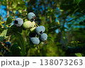 Ripe blueberries (bilberry) on a blueberry bush on a nature background. 138073263