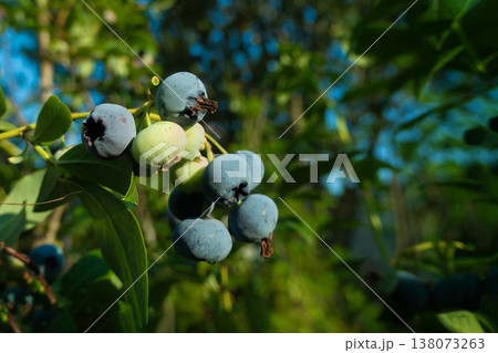Ripe blueberries (bilberry) on a blueberry bush on a nature background. Ripe blueberries (bilberry) on a blueberry bush on a nature background. 138073263