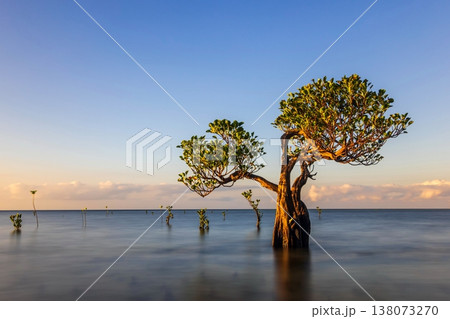 Mangrove tree  138073270