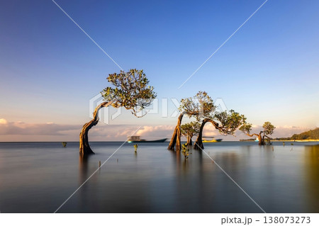 Mangrove tree  138073273