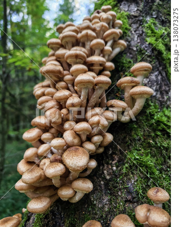 Mushrooms growing on tree trunk in a forest during daylight hours Mushrooms growing on tree trunk in a forest during daylight hours 138073275