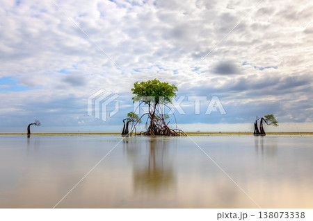 mangrove tree mangrove tree 138073338