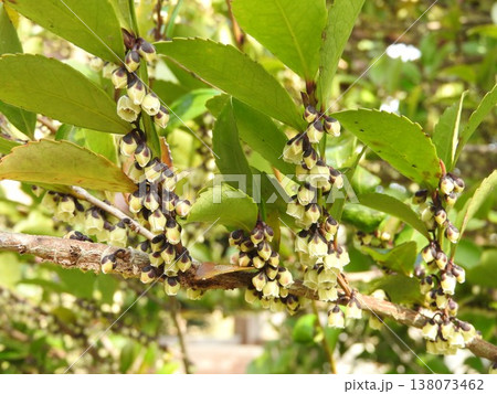 早春に咲く「ヒサカキ」の花 早春に咲く「ヒサカキ」の花 138073462