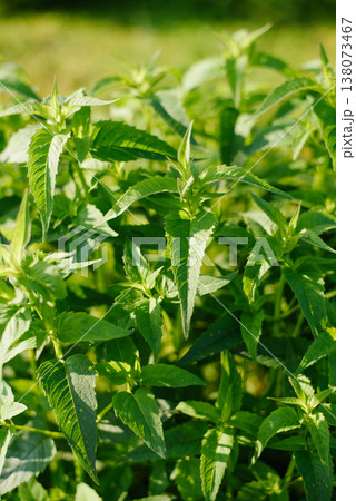 Vibrant Green Leaves of Monarda Bergamot Plant in Garden 138073467