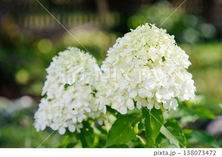 White Little Spooky Panicle Hydrangea Flowers in Summer Garden White Little Spooky Panicle Hydrangea Flowers in Summer Garden 138073472
