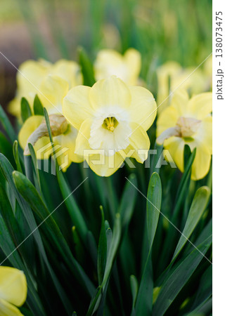 Close Up of Yellow Daffodil Flowers in Springtime 138073475