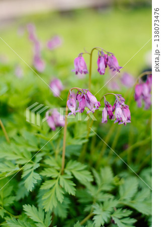 Purple Fern Leaf Bleeding Heart Flowers in Spring Purple Fern Leaf Bleeding Heart Flowers in Spring 138073476