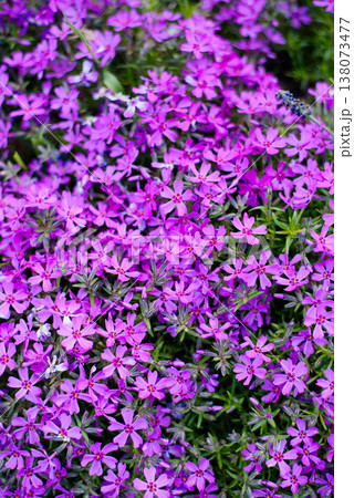 Dense Bloom of Pink Phlox Divaricata in Outdoor Park Dense Bloom of Pink Phlox Divaricata in Outdoor Park 138073477