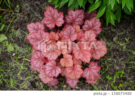 Heuchera Georgian Peach Perennial Plant with Pink Leaves 138073480