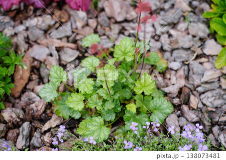 Small Paris Heuchera Plant with Red Flowers in Garden 138073481