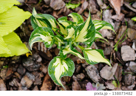 Young Hosta Whirlwind Perennial Plant Growing on Bark Mulch in Garden 138073482