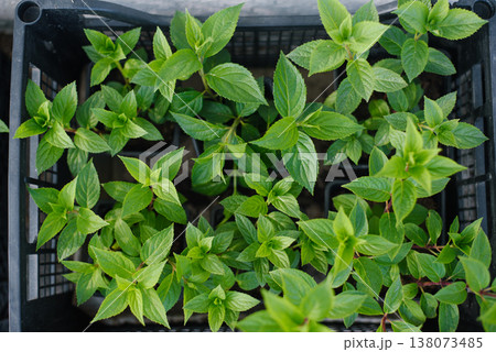 Young Green Hydrangea Seedlings in Black Plastic Box Young Green Hydrangea Seedlings in Black Plastic Box 138073485