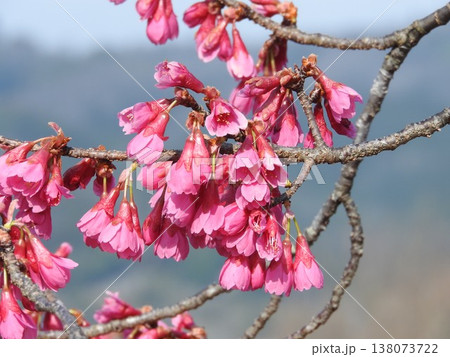 下向きで半開きの桜「カンヒザクラ」 (寒緋桜) 下向きで半開きの桜「カンヒザクラ」 (寒緋桜) 138073722