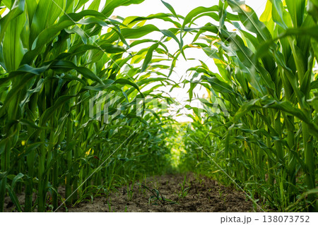 Cornfield showing rows of growing maize plants with green leaves and a muddy ground in a cultivating agricultural farm with clear sky highlighting farming. Growth. Nature. Harvest. Food 138073752