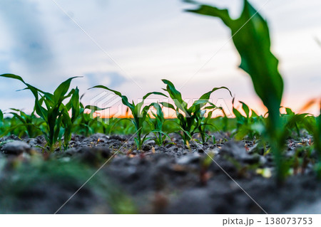 Young corn sprouts emerging from the rich soil, illuminated by the soft light of a setting sun, representing growth, farming, and the sustainable future of food production Young corn sprouts emerging from the rich soil, illuminated by the soft light of a setting sun, representing growth, farming, and the sustainable future of food production 138073753