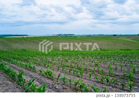 Young corn seedlings sprout in straight, evenly spaced rows across a broad cultivated field, highlighting orderly modern farming and verdant new growth beneath a cloudy sky Young corn seedlings sprout in straight, evenly spaced rows across a broad cultivated field, highlighting orderly modern farming and verdant new growth beneath a cloudy sky 138073755