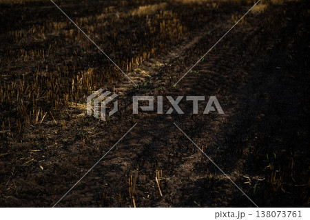 Burnt agricultural field showing dark scorched earth after harvest, with remnants of crop stubble, tire tracks, and emerging green shoots symbolizing destruction and new growth Burnt agricultural field showing dark scorched earth after harvest, with remnants of crop stubble, tire tracks, and emerging green shoots symbolizing destruction and new growth 138073761