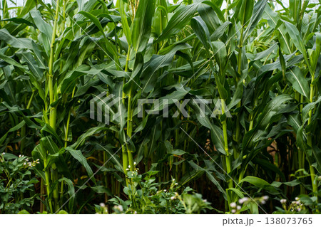 Green cornfield showing healthy maize plants growing tall in agricultural land, symbolizing abundance, sustainability, and harvest season in a rural environment 138073765
