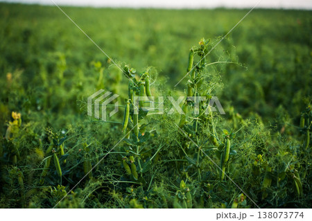 Green snap peas growing on vibrant organic farm field Green snap peas growing on vibrant organic farm field 138073774