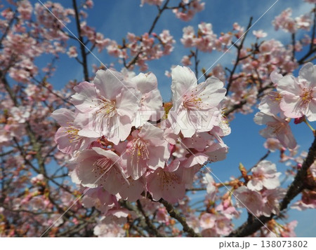 「ソメイヨシノ」より一足早く咲く「河津桜」 138073802