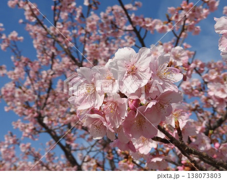 「ソメイヨシノ」より一足早く咲く「河津桜」 138073803