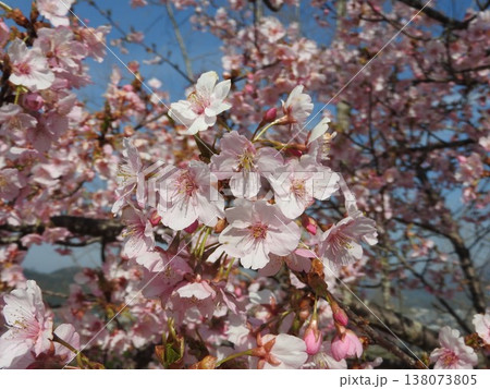 「ソメイヨシノ」より一足早く咲く「河津桜」 138073805
