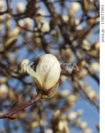 満開のハクモクレン 138073901