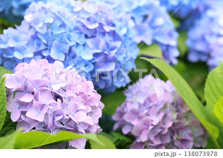 梅雨の晴れ間に咲く紫陽花 梅雨の晴れ間に咲く紫陽花 138073978