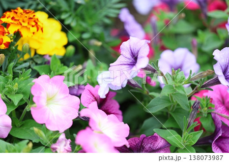 ペチュニアの花のある風景 ペチュニアの花のある風景 138073987