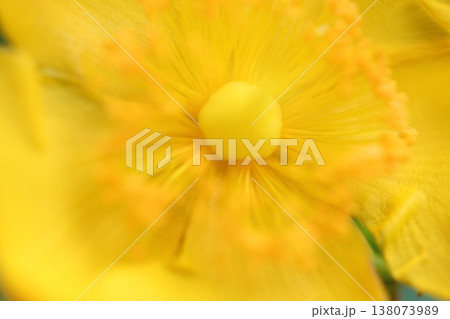 黄色い花 黄色い花 138073989