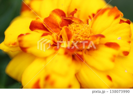 黄色い花 黄色い花 138073990