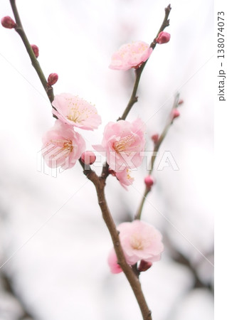春の訪れを告げる梅の花 138074073
