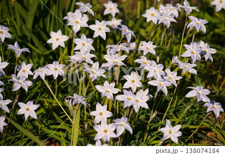 ハナニラの花 138074184