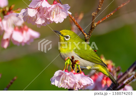 沖縄県国頭郡今帰仁村今泊今帰仁城跡　南西諸島に生息するリュウキュウメジロと日本一早咲きの琉球寒緋桜 138074203