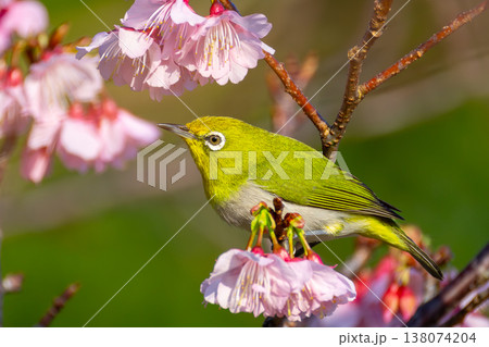 沖縄県国頭郡今帰仁村今泊今帰仁城跡　南西諸島に生息するリュウキュウメジロと日本一早咲きの琉球寒緋桜 138074204