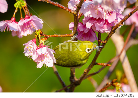 沖縄県国頭郡今帰仁村今泊今帰仁城跡　南西諸島に生息するリュウキュウメジロと日本一早咲きの琉球寒緋桜 138074205