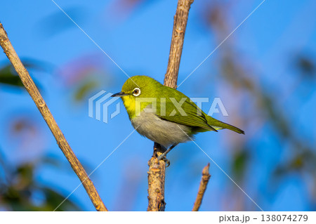 沖縄県国頭郡今帰仁村今泊今帰仁城跡 南西諸島に生息するリュウキュウメジロ 沖縄県国頭郡今帰仁村今泊今帰仁城跡 南西諸島に生息するリュウキュウメジロ 138074279
